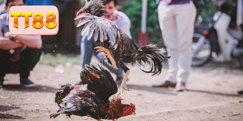 Hội viên chú ý quan sát kỹ lưỡng trước khi chọn chiến kê